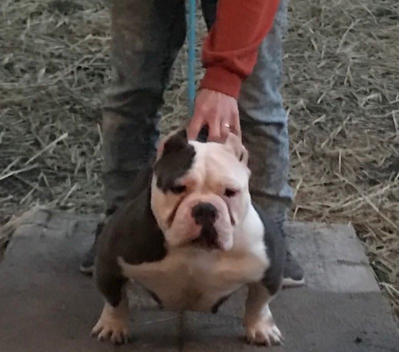 Goldenlinebullys Gemini of Goldenline Bullys