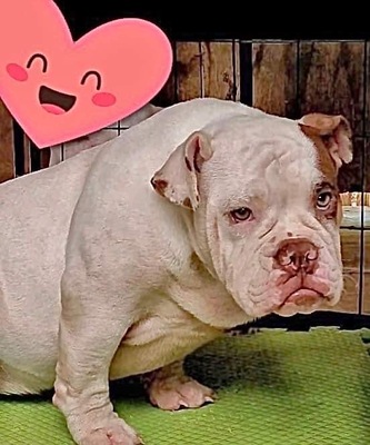 Goldy of 20/20 Bully Kennel