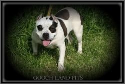 GoochLand Pits' Scally Wag of GoochLand Pits