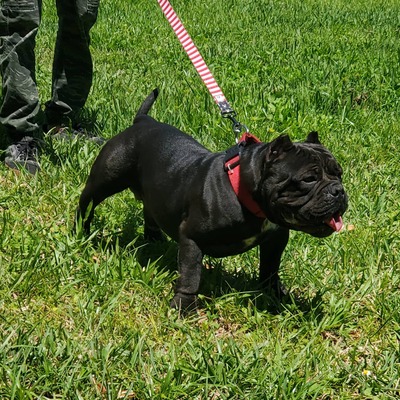 Gordo the Gorilla of YBB of Yellow Brick Bengals and Bulldogs