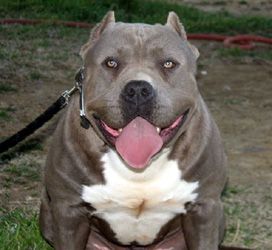 GOTTYLINE'S BLU-JACK EVANS DNA-P of GOTTYLINE Kennels