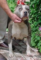 GOTTYLINE'S SHEBA of Gottyline Kennels