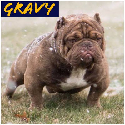 GRAVY of BR BEST BULLY AND MR. BULLIES