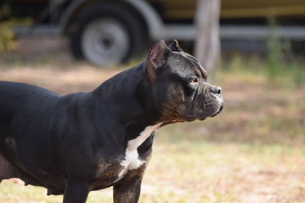 Griegos Penelope of Griegoline bullies