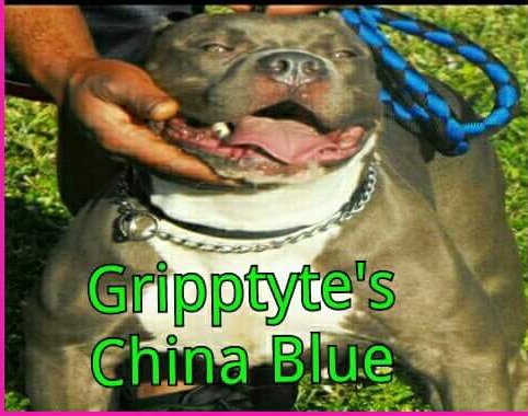 GRIPP TYTE'S CHINA BLUE of GrippTyte Bullies