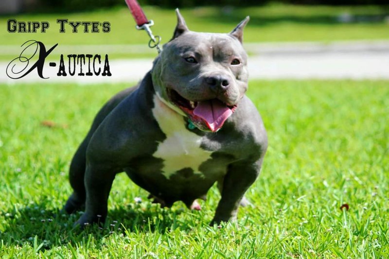 Gripp Tyte's X-autica of Gripp Tyte bullies