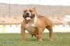 GRP'S JADA OF EASTSIDEBULLIES of (not available)