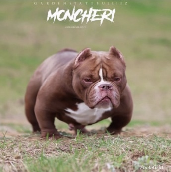 GSB MONCHERI of (not available)