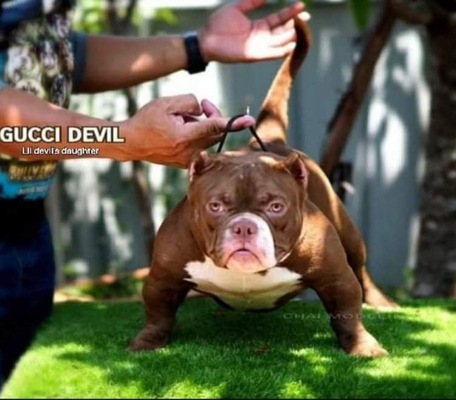 GUCCI DEVIL of Chai Modeling