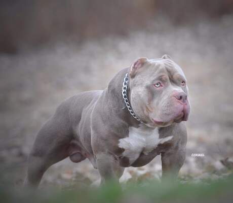 GUERRA'S BFB JUDAH of BRUTE FORCE BULLIES