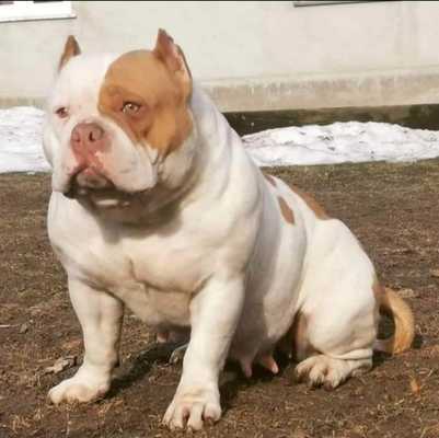 Gundabar miami @chaosbull kennels of Chaosbulls kennel