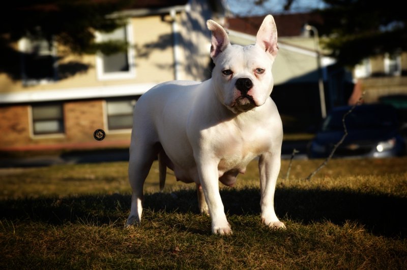 Gusstein's IDOC AKA LIL MOMMA of Gusstein's Bullies