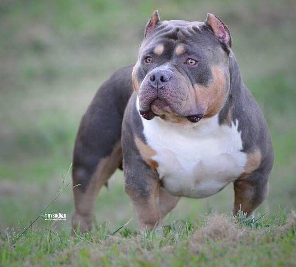 GYMRAT BULLYZ SHAMROCK OF SGB of Solid Ground Bullyz