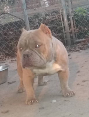 GzUsBullyz4Life Lil Saint of (not available)