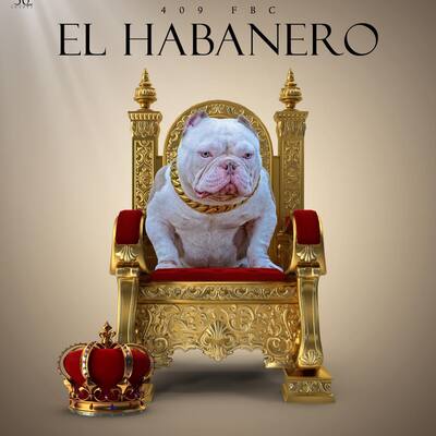 H. H. B Habanero of Head Honcho Bullies