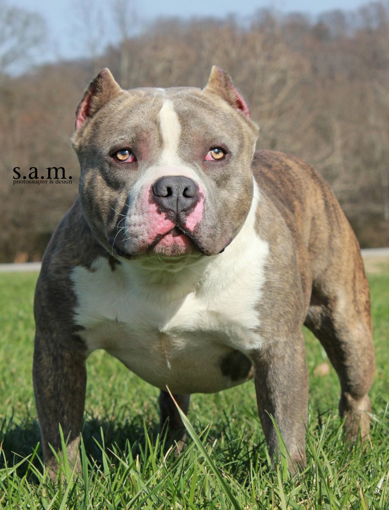 HARD BODY'S/CFK'S JAX of Hard Body Bullies