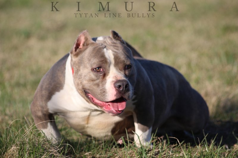 HARDENED BULLY KIMURA OF TLB of TYTAN LINE BULLYS