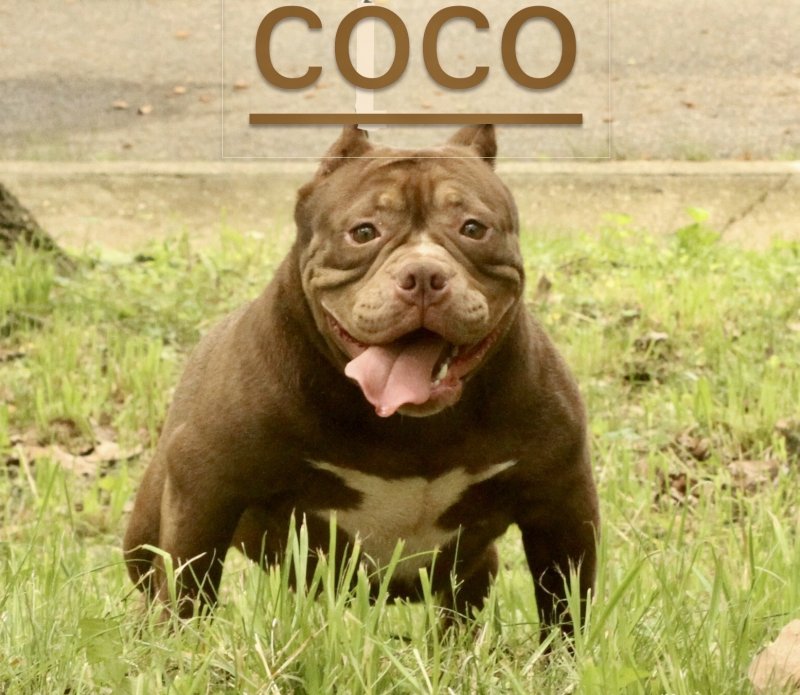 HBB coco of (not available)