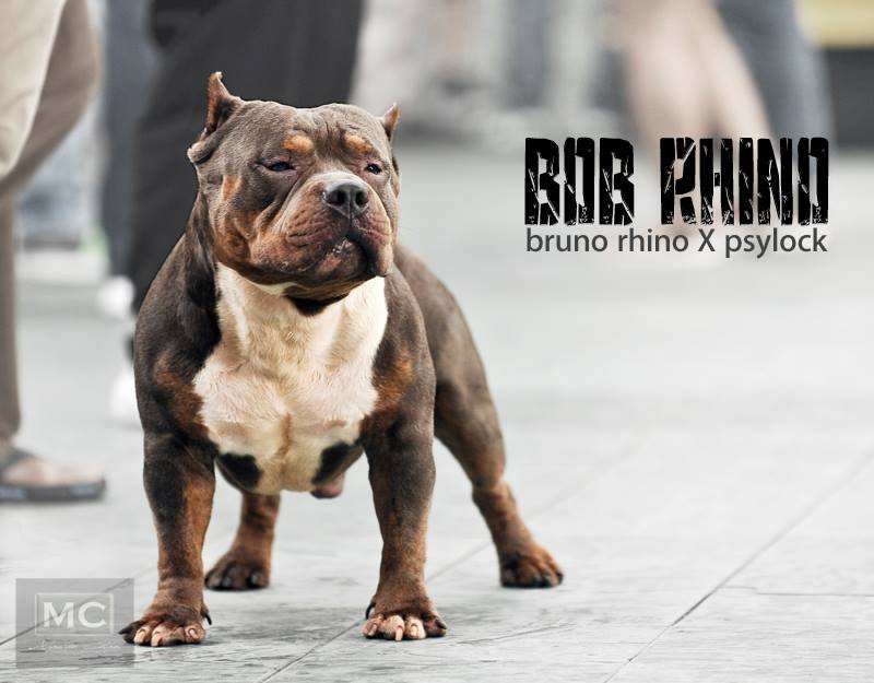 HBK- SIDESHOW BOB RHINO of Hot Bullies Kennel