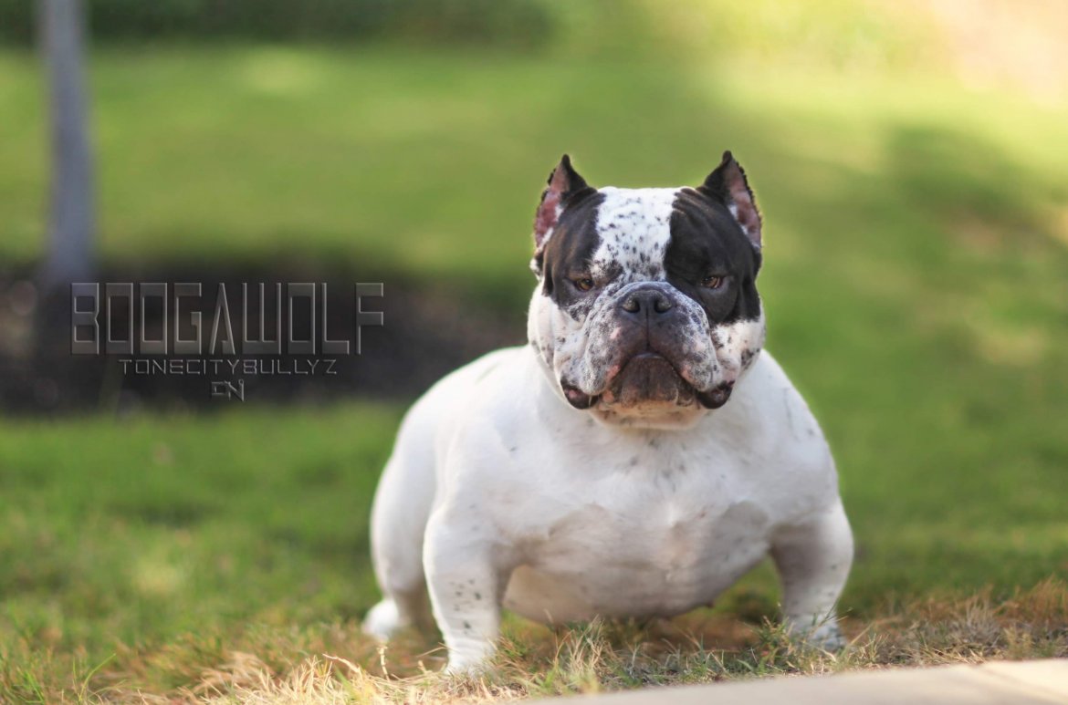 H.C.B. BOOGAWOLF of HEADUP CHESTOUT BULLYZ