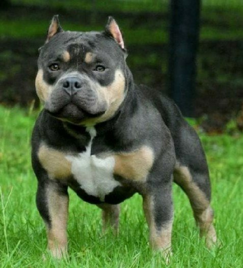 HCB'S Jaws of EBK of Exceptional Bullies Kennel and LA Bully Cartel