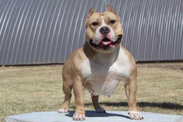 Hechicera of GDL Bullys