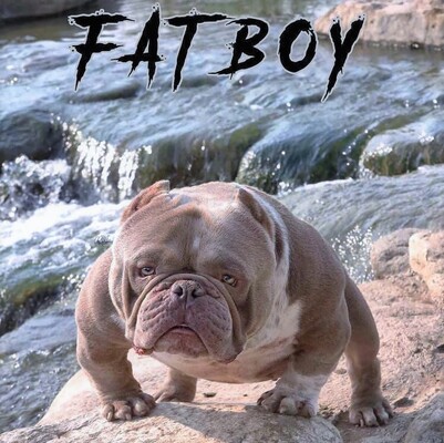 HECTORS FATBOY of (not available)