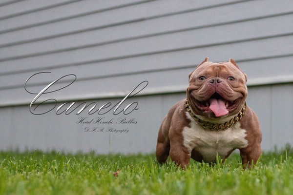 H.H.B Canelo of Head Honcho Bullies