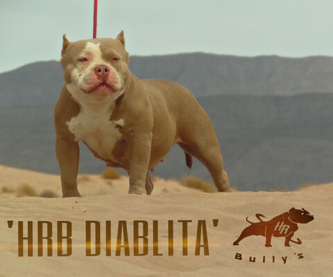 HRB DIABLA of HR'BULLYS