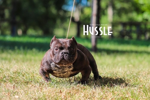 Hussle of Superstack bullys