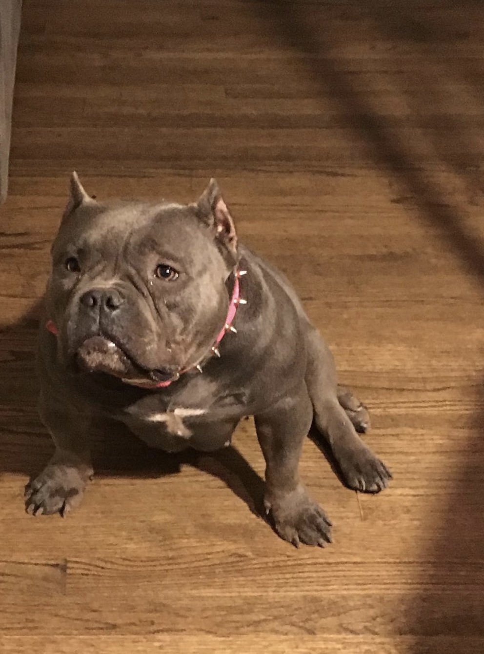 Hustle Gang Kennelâ€™s Pebbles of (not available)