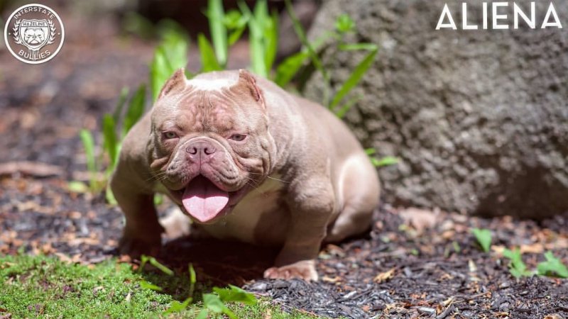 IBâ€™s ALIENA of Inkline Bullys/ 730 Kennels