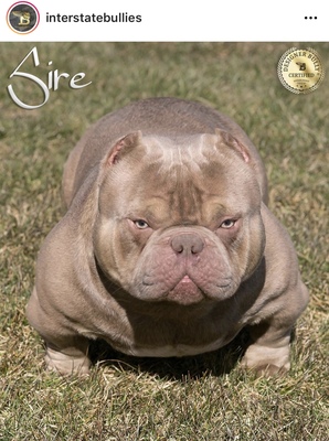 IB’s Sire of (not available)