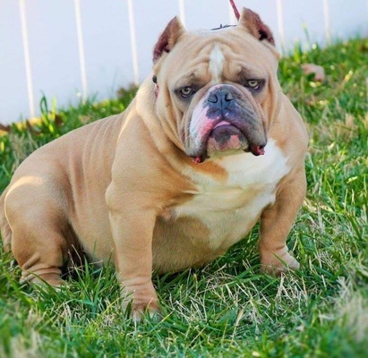 IB's Champagne 10K of MXP of Interstate Bullies