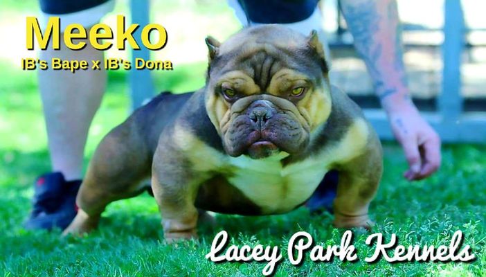 IB'S MR.MEEKO AT LACEY PARK of LACEY PARK KENNELS