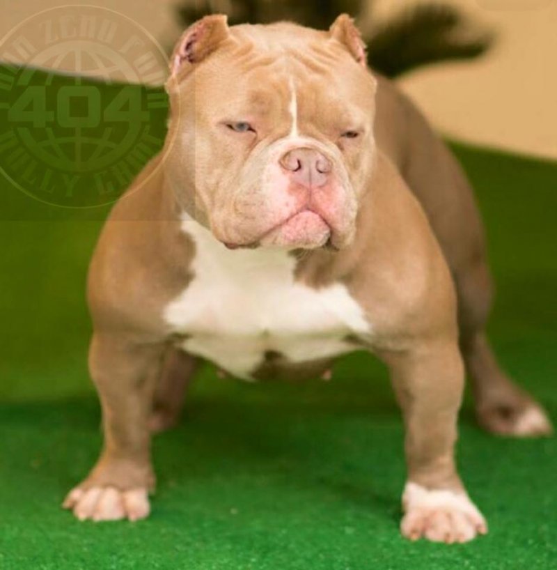 Inklines Cute E Pie of 4ZERO4 Bully Camp