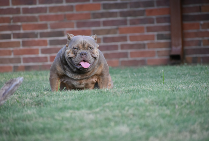 Interstate Bullies 