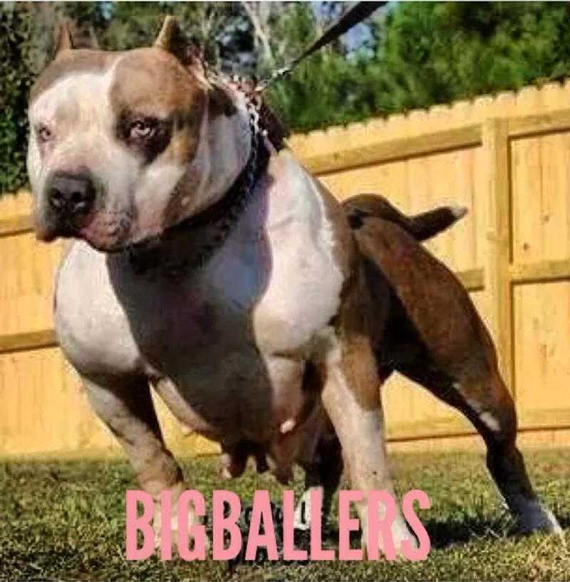 IRON CROSSâ€™ GRACIE SCARFACE of BIG BALLERS KENNELS