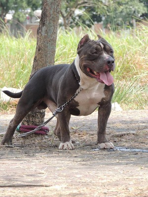 ITCHY BULLY KENNEL CH POLO of ITCHY BULLY KENNEL