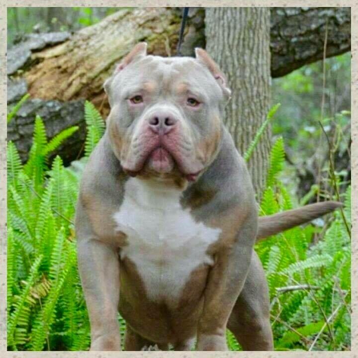 JACKPOTBULLY'S FRANK LUCAS of Ludus Magnus Kennels