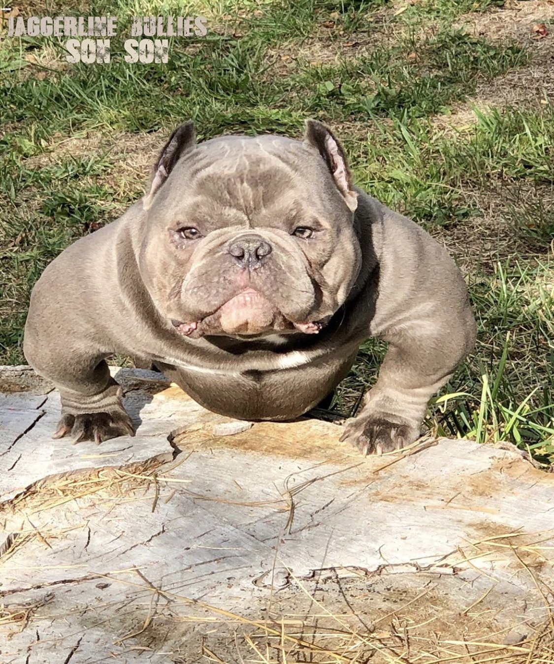 Jaggerlinebullies SON SON of Jaggerlinebullies