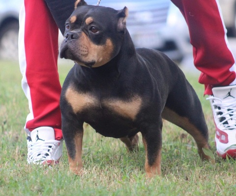 JBC LAILA ALI of Jersey Bully Camp