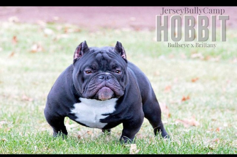 Jersey bully Camp Hobbit of (not available)