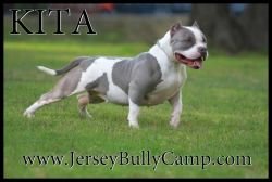 JERSEY MADE BULLIES Kita of (not available)