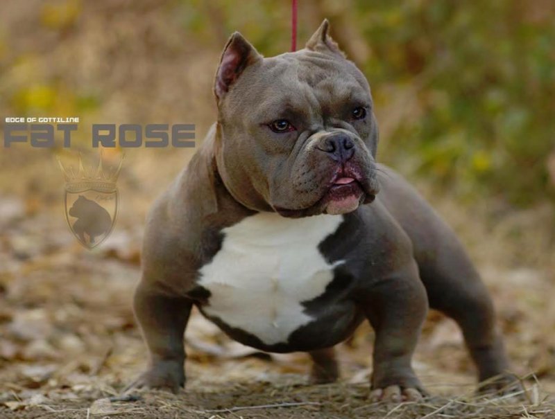 JoeCalisTrc FAT ROSE of JOE CALI