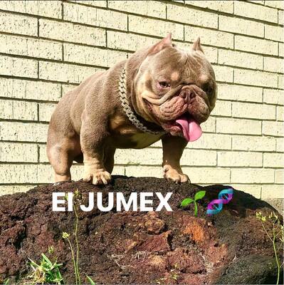 Jumex of (not available)