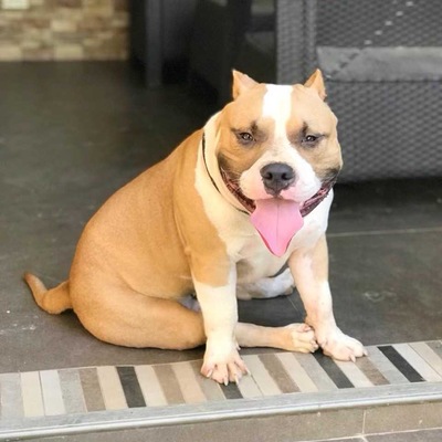 Kaizen Kennels Dante of Good Time Bullies