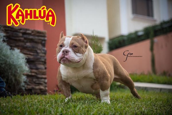 KALHUA of TTYG KENNEL