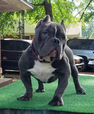 KBC Diamond of King Cox Bullies