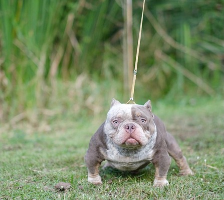 KBC MR.Changpeuak of Klomdig Bullies Camp